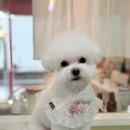 까까몽 애견미용실 이미지