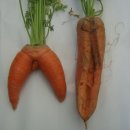 당근카센타 이미지