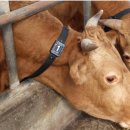 상용축산 이미지