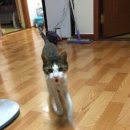 베베켓고양이
