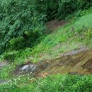 시골다슬기 이미지