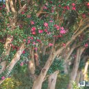 동백농원 이미지