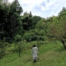 바테 마켓포레 vatte market foret