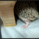 몽몽이# 이미지