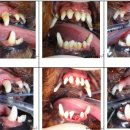 얼바인동물병원 이미지