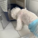 강화켄넬 이미지