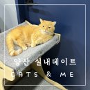 CATS&ME(캣츠 앤 미) | 고양이 천국 양산 실내데이트 CATS &amp; ME