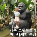 수령농장 | 제주 서쪽 가볼만한곳 스위트몽키 바나나농장체험 내돈내산 솔직후기 아이와 실내 추천 주차 동선 꿀팁