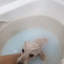 알콩달콩 펫살롱 이미지