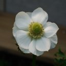 샐리가든 이미지