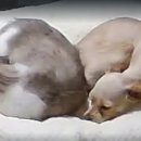 개. 이쁜날 이미지