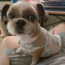 우신펫샵 이미지