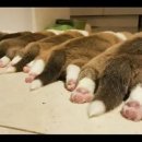 8코기네 이미지