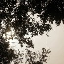 오두산 치유숲 이미지