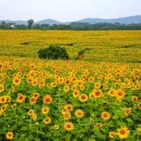 명문꽃농원 | 초여름 꽃여행 평창 태안 고창 거제 담양 직접 다녀온 1박 2일 여행 후기 (가장 추천하는 장소는?)
