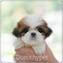대구강아지분양 도로시펫 이미지