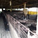 돼지농장 이미지