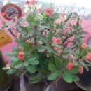 백리향24시 이미지