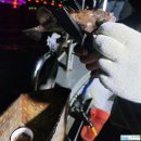 여기는 팔포항입니다 | 260411 경남 삼천포 선상 볼락 털털이 낚시 출조 후기 - 사이즈 아쉽?