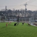 견고하개 이미지