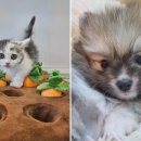 도그마루 강아지고양이 목동점 이미지