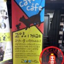 다락방고양이 이미지