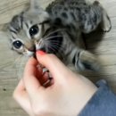 꾸러기 펫 이미지