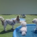 애견카페,애견유치원 멍선생 이미지