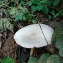 동네누나 이미지