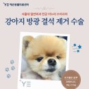 U_만성질환관리센터(봉담) | 강아지 방광 결석 증상 혈뇨 · 배뇨곤란을 일으킨 칼슘옥살레이트 제거 수술 케이스