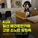 앙팡독 | 일산 파주 애견동반카페 추천! 고양 소노캄 띵킹독 멍푸치노부터 주차까지 솔직후기