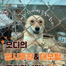 ‼️오디의 일시후원&amp;대모팀 모집합니다‼️ 이미지