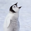 펭귄 이미지