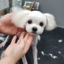 야옹아멍멍해봐 장유점 이미지