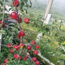 예인농장 이미지