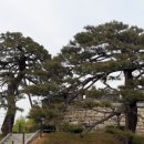 송화목재 이미지