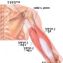 Triceps Brachii (상완삼두근) 이미지