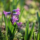 히아신스(Hyacinth) 이미지