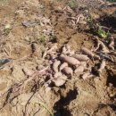 포동이농장 이미지