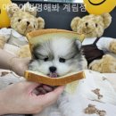 야옹아 멍멍해봐 계림점 이미지