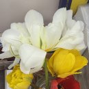 🌷 튤립 이미지