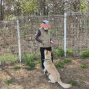 드림애견학교 이미지