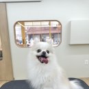 네추럴 그루밍 이미지