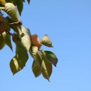 오성춘천닭갈비 이미지