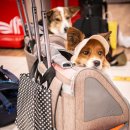 (주)반려동물털로덮인친구들 이미지