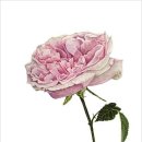 보태니컬 아트 이미지