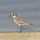 강릉의 왕눈물떼새(Siberian sand plover) 이미지