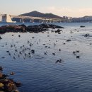 수영김밥 이미지