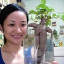 자라는나무 이미지