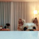 그루미뇽 이미지